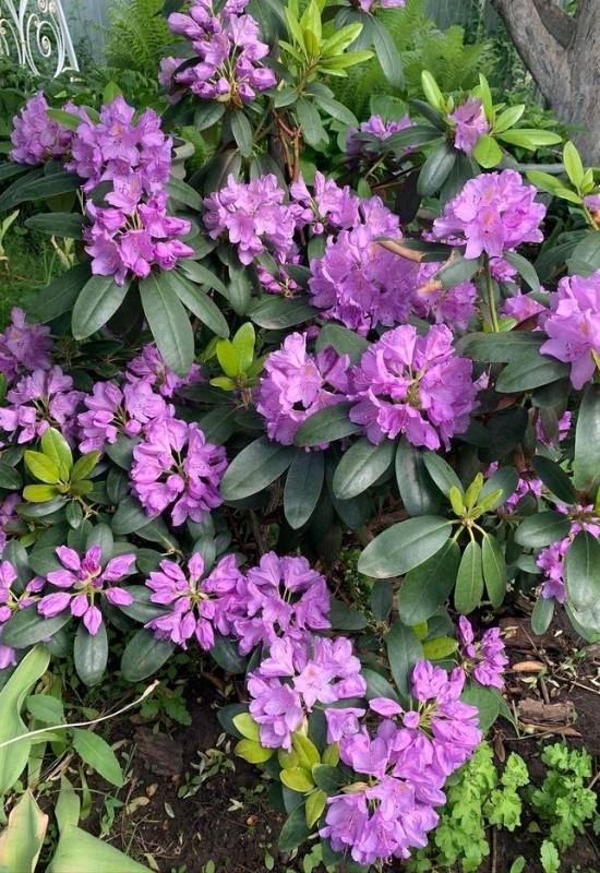 Rhododendron and Azalea (Rhododendron spp.)