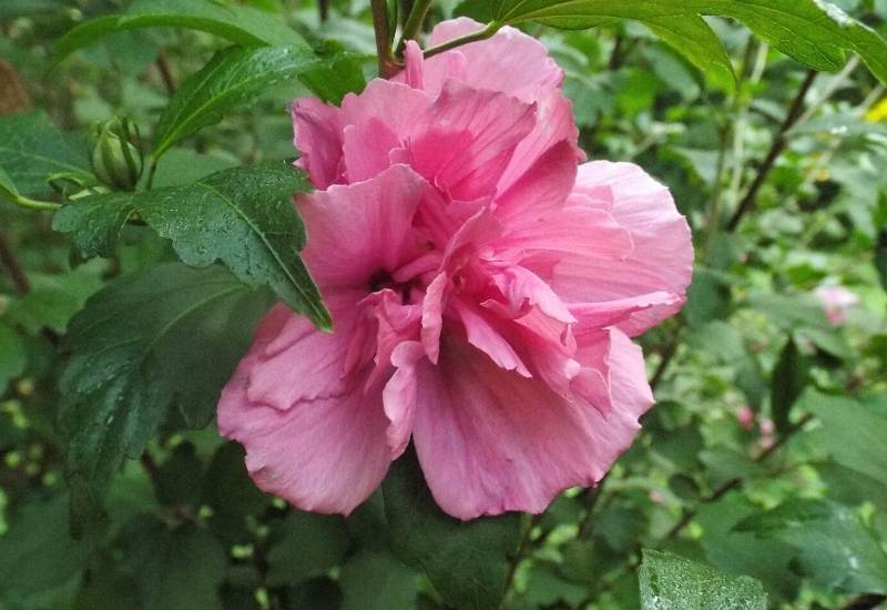 Rose of Sharon Pink Chiffon