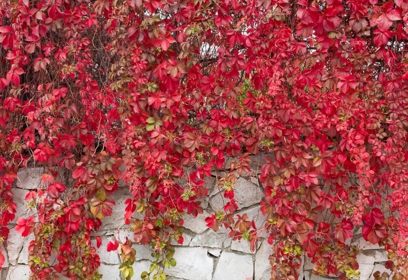 30 Shade Loving Shrubs To Brighten Up Those Dark Corner Of Your Garden 18 SHADE LOVING CLIMBING SHRUBS