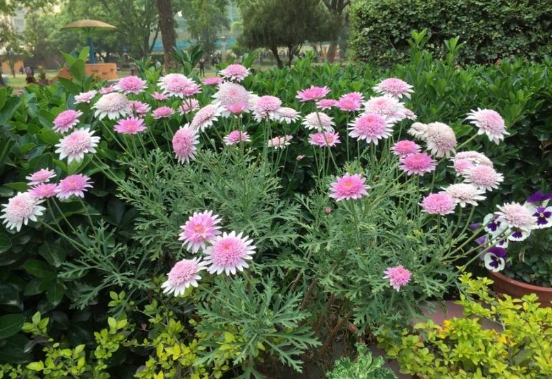 30 Shade Loving Shrubs To Brighten Up Those Dark Corner Of Your Garden 5 Shade Loving Shrubs and Heat