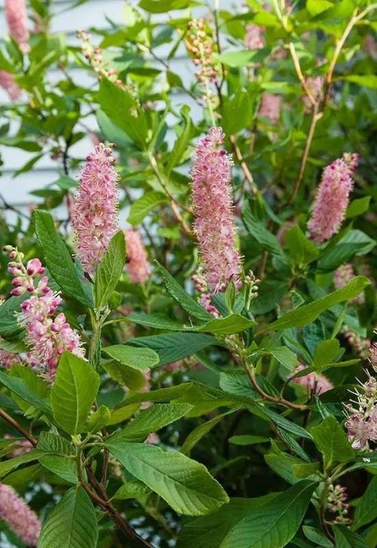 30 Shade Loving Shrubs To Brighten Up Those Dark Corner Of Your Garden 15 Summersweet (Clethra alnifolia)