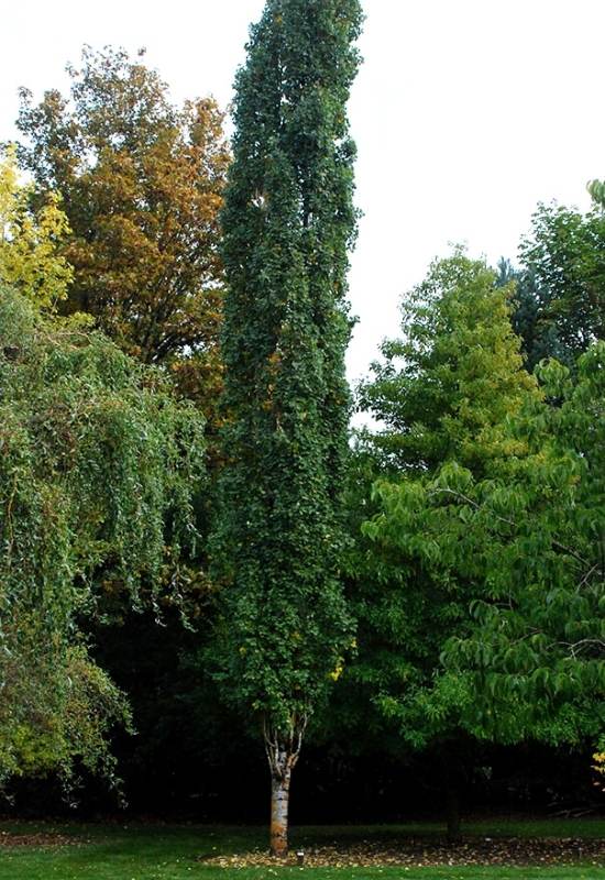 Swedish Aspen (Populus tremula ‘Erecta’)