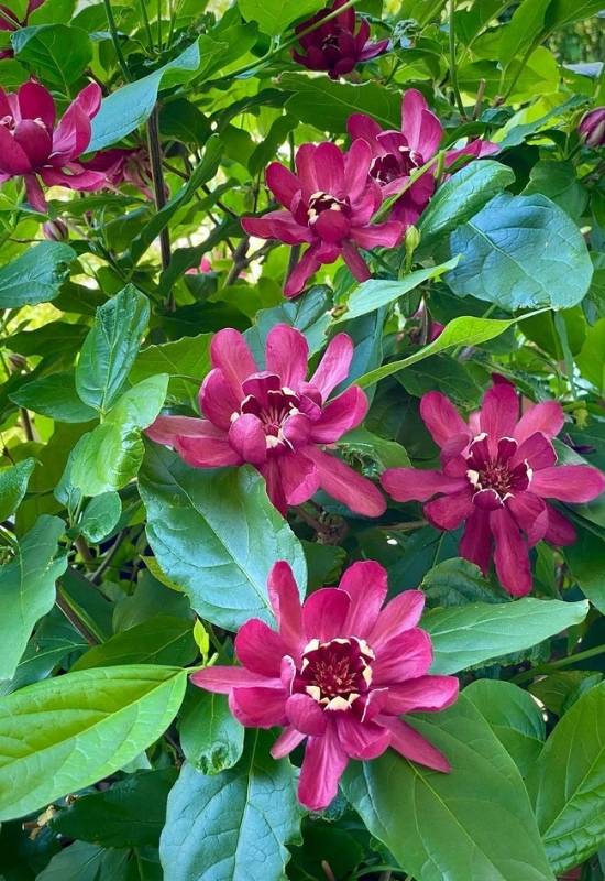 30 Shade Loving Shrubs To Brighten Up Those Dark Corner Of Your Garden 8 Sweetshrub (Calycanthus occidentalis)