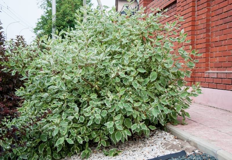 30 Shade Loving Shrubs To Brighten Up Those Dark Corner Of Your Garden 32 Tartarian Dogwood (Cornus alba ‘Sibirica’)