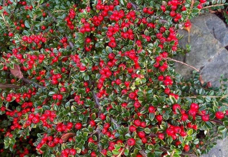 30 Shade Loving Shrubs To Brighten Up Those Dark Corner Of Your Garden 24 Wall Cotoneaster (Cotoneaster horizontalis)