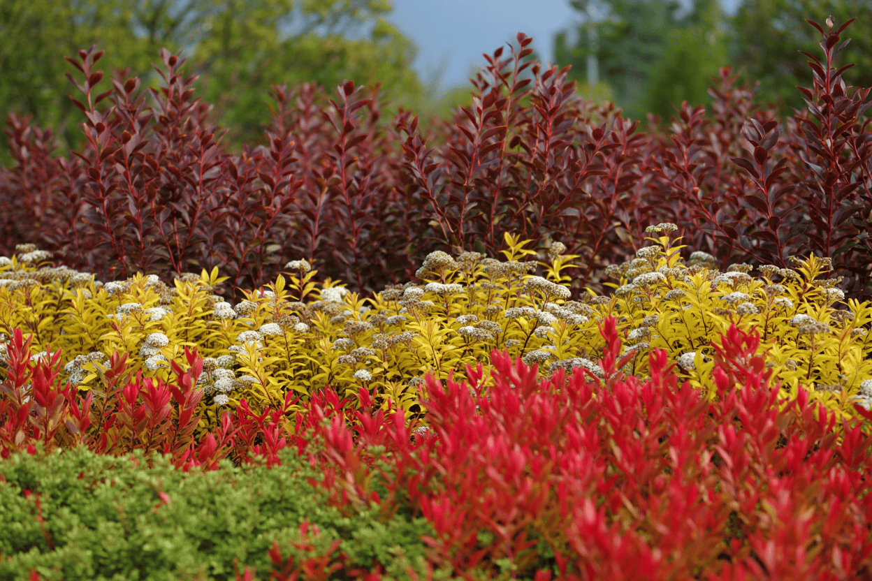 15 Fast-Growing Shrubs You Can Plant for Privacy Without Worrying They’ll Take Over 14 15 Fast-Growing Shrubs You Can Plant for Privacy Without Worrying They’ll Take Over 12