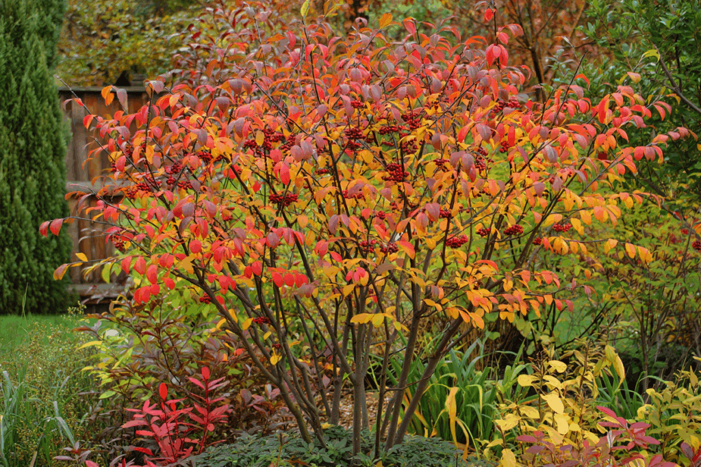 15 Fast-Growing Shrubs You Can Plant for Privacy Without Worrying They’ll Take Over 11 15 Fast-Growing Shrubs You Can Plant for Privacy Without Worrying They’ll Take Over 9