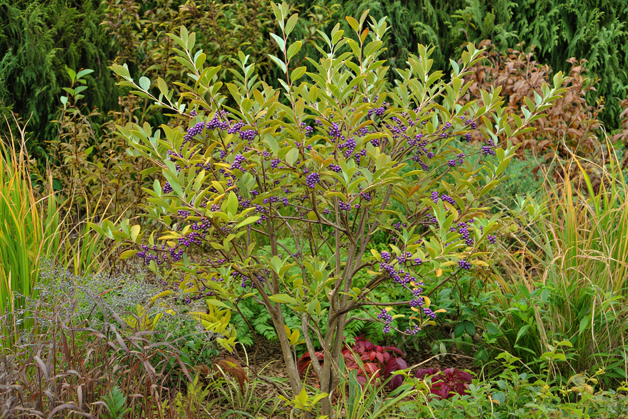 15 Fast-Growing Shrubs You Can Plant for Privacy Without Worrying They’ll Take Over 5 15 Fast-Growing Shrubs You Can Plant for Privacy Without Worrying They’ll Take Over 4