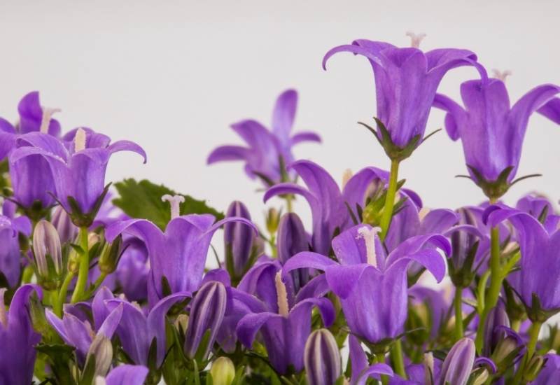 &lsquo;Birch Hybrid&rsquo; Bellflower (Campanula &lsquo;Birch Hybrid&rsquo;)