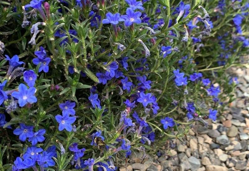 &lsquo;Celeste&rsquo; Lithodora (Lithodora diffusa &lsquo;Celeste&rsquo;)