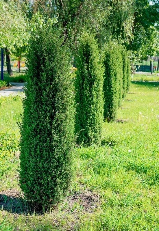 ‘Compressa’ Common Juniper (Juniperus communis ‘Compressa’)