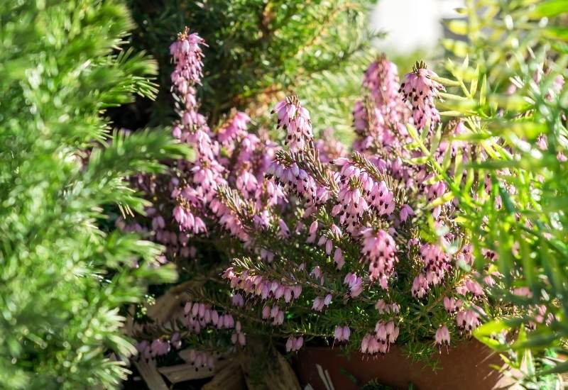 &lsquo;Darley Dale&rsquo; Winter Heath (Erica x darleyensis &lsquo;Darley Dale&rsquo;)