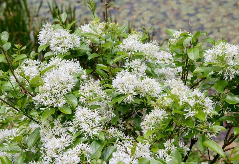 ‘Emerald Snow’ Chinese Fringe Flower (Loropetalum chinense ‘Emerald Snow’)