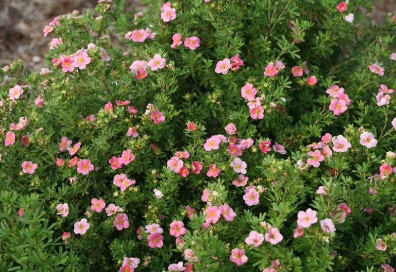 12 Stunning Dwarf Flowering Shrubs Perfect for Small Yards