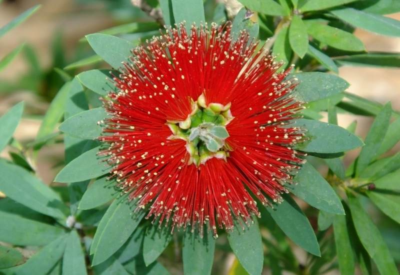 &lsquo;Little John&rsquo; Bottlebrush (Callistemon viminalis &lsquo;Little John&rsquo;)