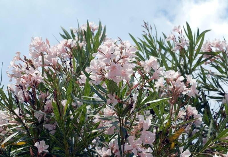 ‘Provence’ Oleander (Nerium oleander ‘Provence’)