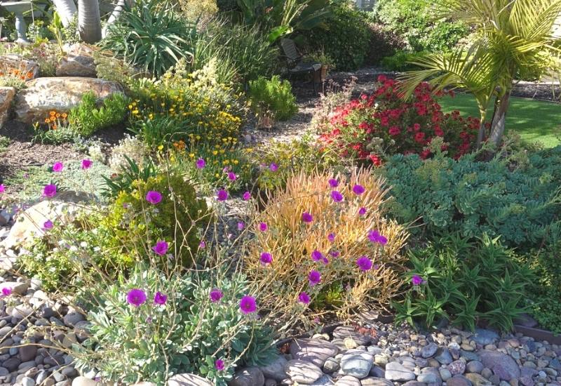 Drought Tolerant and Magnificent Shrubs