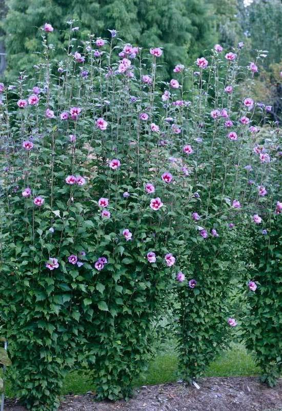 ‘Purple Pillar’ Rose of Sharon (Hibiscus syriacus ‘Purple Pillar’)