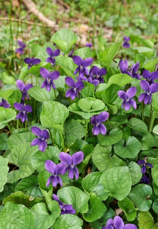 &lsquo;Queen Charlotte&rsquo; Sweet Violet (Viola odorata &lsquo;Queen Charlotte&rsquo;)