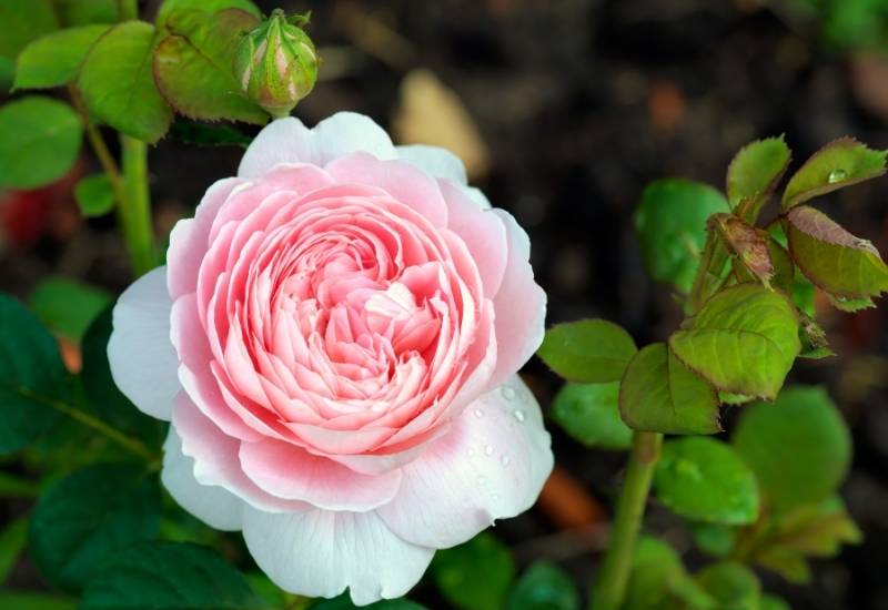 ‘Queen of Sweden’ English Rose (Rosa ‘Queen of Sweden’)