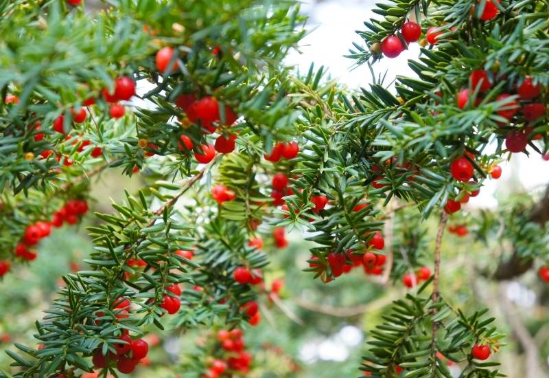 12 Evergreen Shrubs and Trees with Red Fruits and Berries 7 ‘Repens Aurea’ English Yew (Taxus baccata ‘Repens Aurea’)