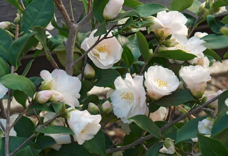 ‘Spring Mist’ Camellia (Camellia ‘Spring Mist’)