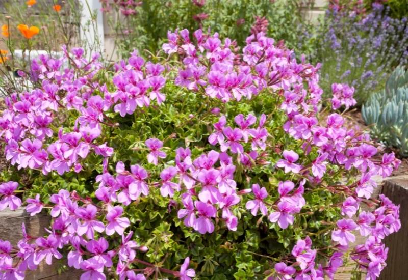 &lsquo;Sweet Heidy&rsquo; Cranesbill (Geranium &lsquo;Sweet Heidy&rsquo;)