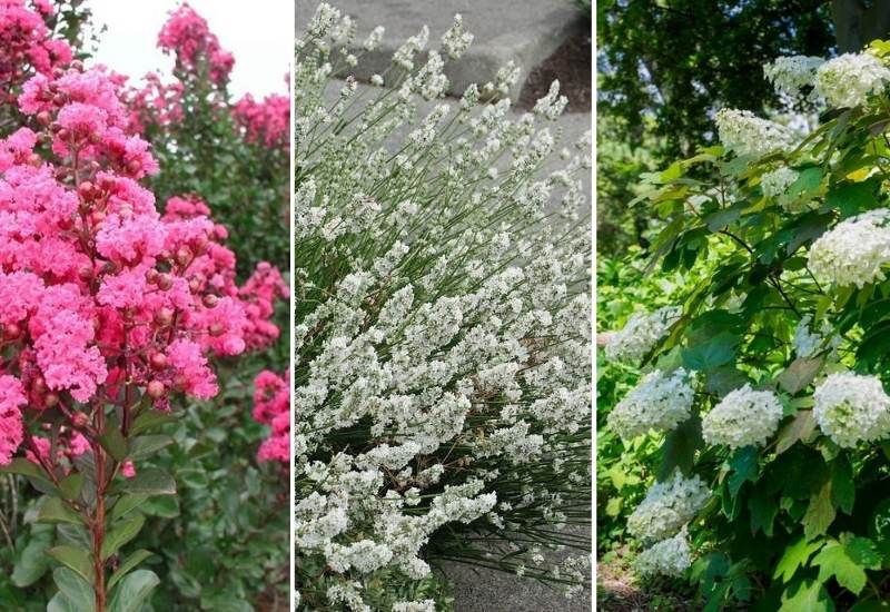 12 Dwarf Flowering Shrubs That Are Great for Small Gardens