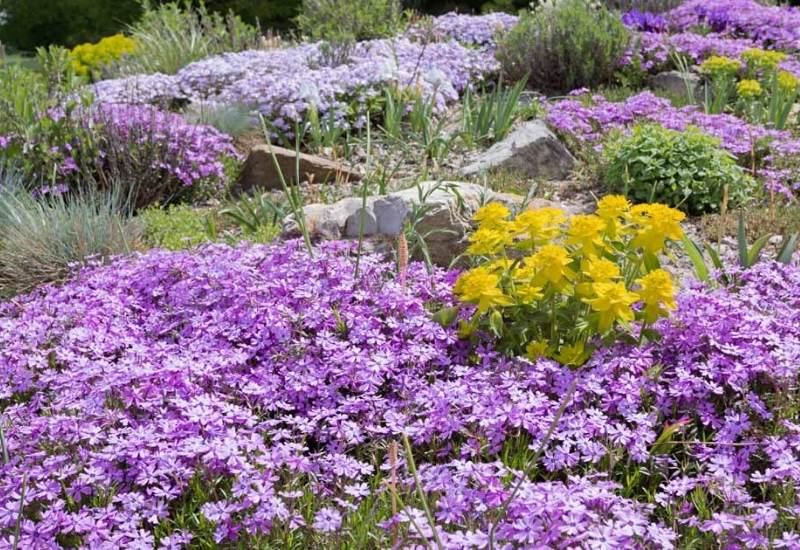 15 Great Ground Cover Plants with Purple Flowers