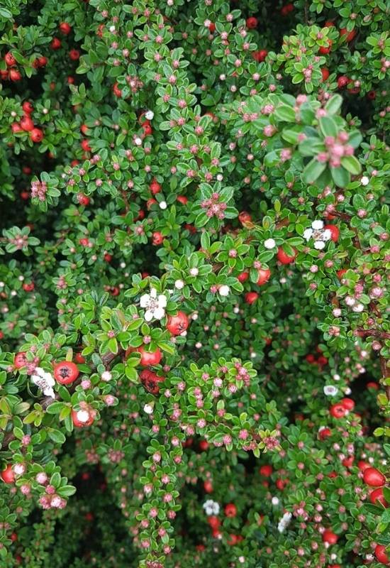 12 Evergreen Shrubs and Trees with Red Fruits and Berries 6 Bearberry Cotoneaster (Cotoneaster dammeri)