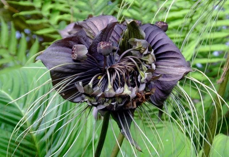Black Bat Flower (Tacca chantieri)