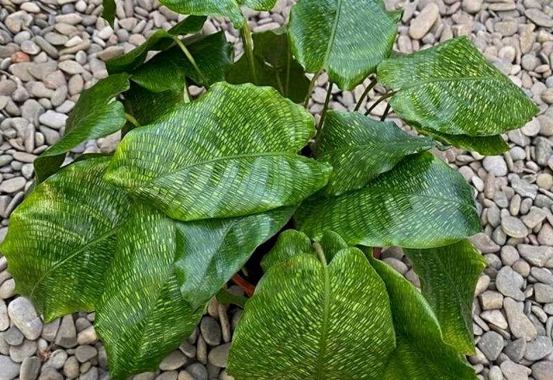 16 Stunning Calathea Varieties and How to Care For Them 17 Calathea Musaica ‘Network’