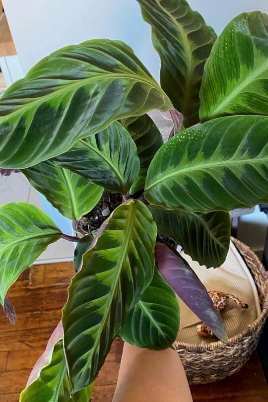 16 Stunning Calathea Varieties and How to Care For Them 1