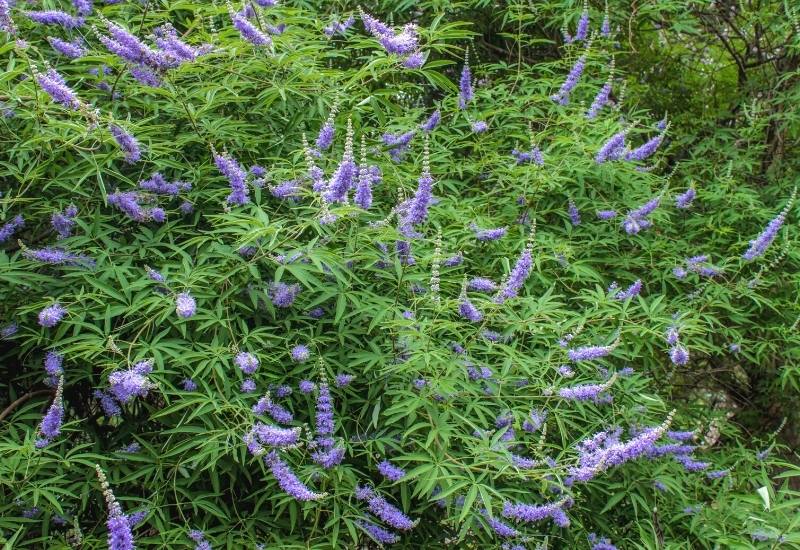 Chaste Tree (Vitex agnus castus ‘Shoal Creek’)