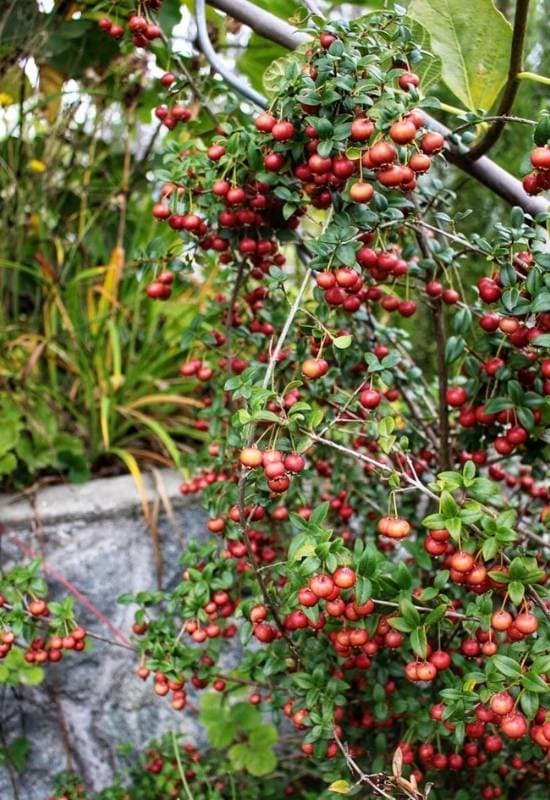 12 Evergreen Shrubs and Trees with Red Fruits and Berries 5 Chilean Guava (Ugni molinae)