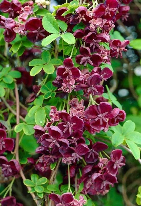 Chocolate Vine (Akebia quinata)