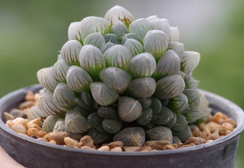 Cooper’s Haworthia (Haworthia cooperi)