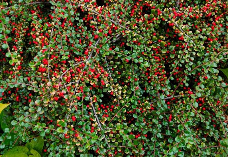 Cotoneaster (Cotoneaster spp.)