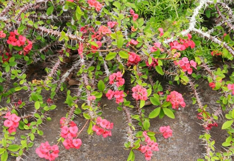 Crown of Thorns (Euphorbia milii)