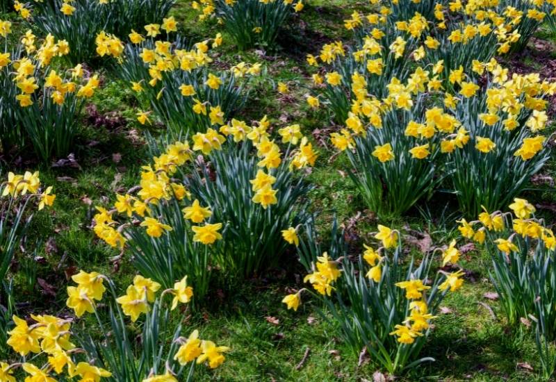 Daffodil (Narcissus spp.)