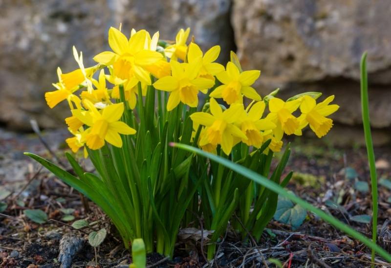 Daffodils (Narcissus spp.)