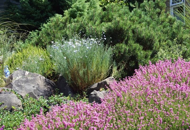 14 Shrubs That Tolerate Drought