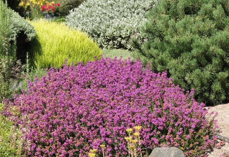 Drought Tolerant Shrubs