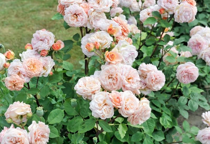 English Rose (Rosa spp.)