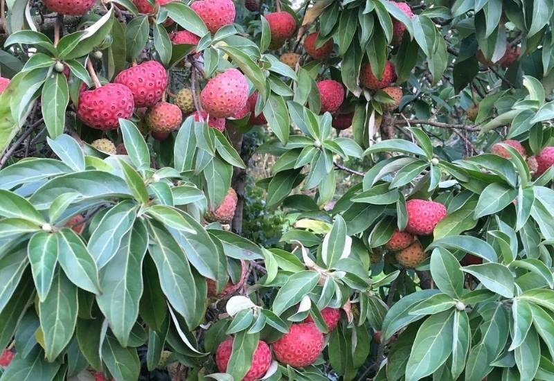 12 Evergreen Shrubs and Trees with Red Fruits and Berries 11 Evergreen Dogwood (Cornus capitata)
