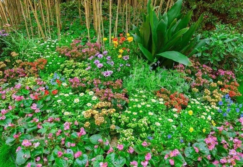 Evergreen Ground Cover Plants