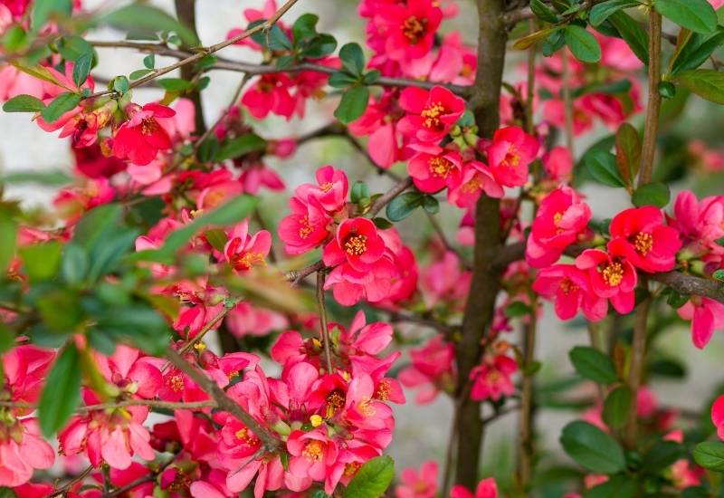 Flowering Quince (Chaenomeles spp.)