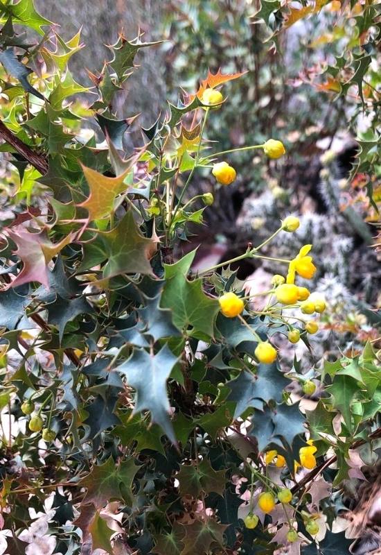  Fremont Barberry (Mahonia fremontii)
