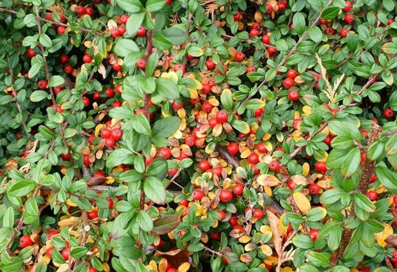 Evergreen Shrubs And Trees With Red Fruits And Berries 