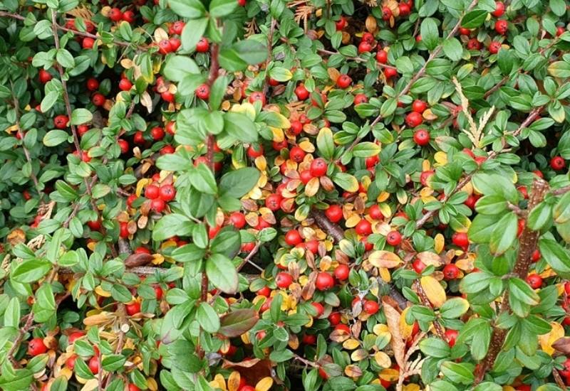 12 Evergreen Shrubs and Trees with Red Fruits and Berries 14 Evergreen Shrubs And Trees With Red Fruits And Berries